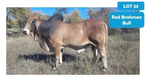 1X RED BRAHMAN BULL JAMES O REILLY