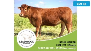 1X LIMOUSIN HEIFER JAN STIGLINGH