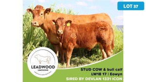 1+1X LIMOUSIN COW & CALF JAN STIGLINGH