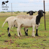 LOT 13 3X MEATMASTER OOI/EWE DIDYMUS MEATMASTERS - 2