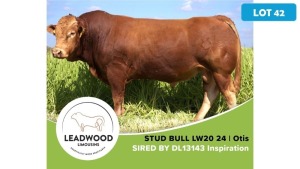 1X LIMOUSIN BULL JAN STIGLINGH