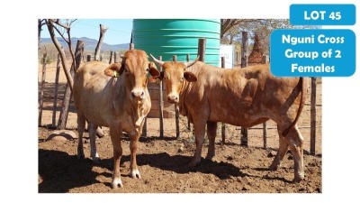 3X NGUNI-CROSS HEIFER LOUIS ALBERTS