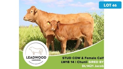 1+1X LIMOUSIN COW & CALF JAN STIGLINGH