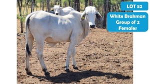 2X WHITE BRAHMAN HEIFER ANDREW FREEMAN