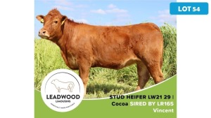 1X LIMOUSIN HEIFER JAN STIGLINGH