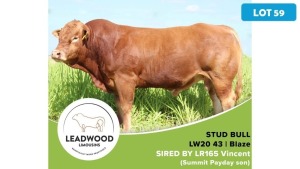 1X LIMOUSIN BULL JAN STIGLINGH