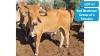 2X RED BRAHMAN HEIFER ANDREW FREEMAN