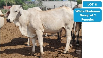 2X WHITE BRAHMAN HEIFER ANDREW FREEMAN