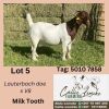 1X BOERGOAT DOE ALIDA LEMCKE