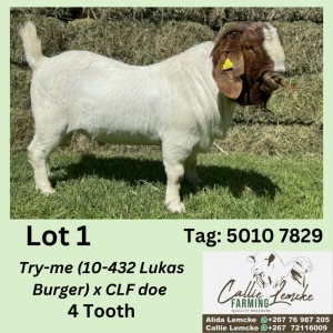 1X BOERGOAT BUCK ALIDA LEMCKE