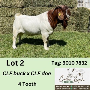 1X BOERGOAT BUCK ALIDA LEMCKE