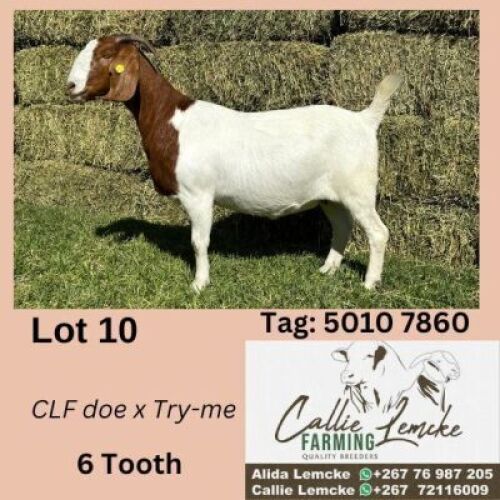 1X BOERGOAT DOE ALIDA LEMCKE
