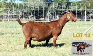 1X KALAHARI RED DOE SANDVELD KALAHARI REDS