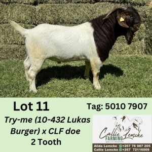 1X BOERGOAT BUCK ALIDA LEMCKE