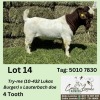 1X BOERGOAT BUCK ALIDA LEMCKE