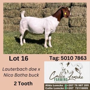 1X BOERGOAT DOE ALIDA LEMCKE