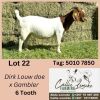 1X BOERGOAT DOE ALIDA LEMCKE