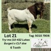 1X BOERGOAT BUCK ALIDA LEMCKE