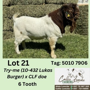 1X BOERGOAT BUCK ALIDA LEMCKE