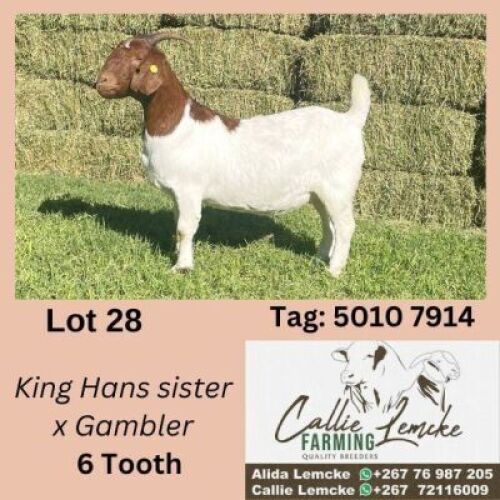 1X BOERGOAT DOE ALIDA LEMCKE