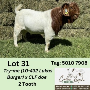 1X BOERGOAT BUCK ALIDA LEMCKE