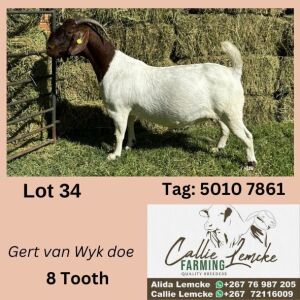 1X BOERGOAT DOE ALIDA LEMCKE