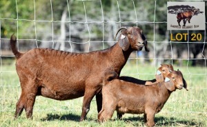 1+2X KALAHARI RED DOE & KID SANDVELD KALAHARI REDS