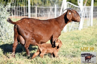 1+1X KALAHARI RED DOE & KID SANDVELD KALAHARI REDS