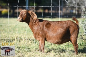 1X KALAHARI RED DOE SANDVELD KALAHARI REDS