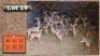 20X ROOIBOKKE M:4 V/F:16 (Per Piece to take the lot/Per stuk om lot te neem)