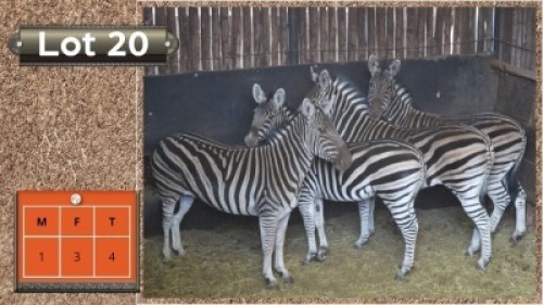 4X ZEBRAS M:1 V/F:3 (Per Piece to take the lot/Per stuk om lot te neem)