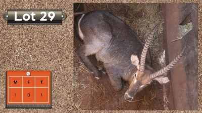 1X WATERBOK M:1