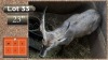 1X WATERBOK 23" M:1