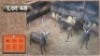 4X SWART ROOIBOKKE M:4 (Per Piece to take the lot/Per stuk om lot te neem)