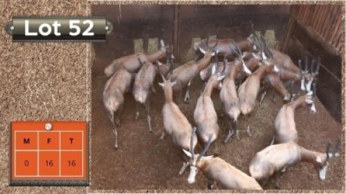 16X BLESBOKKE V/F:16 (Per Piece to take the lot/Per stuk om lot te neem)