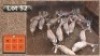 16X BLESBOKKE V/F:16 (Per Piece to take the lot/Per stuk om lot te neem)