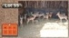 13X ROOIBOKKE M:13 (Per Piece to take the lot/Per stuk om lot te neem)