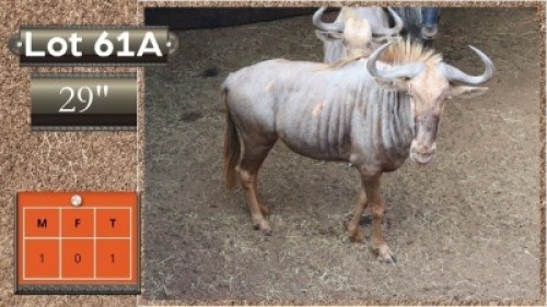 1X GOUE WILDEBEES 29" M:1