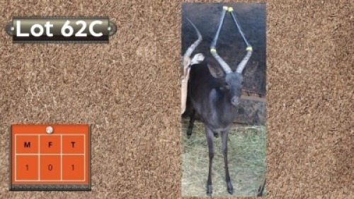 1X SWART ROOIBOK M:1