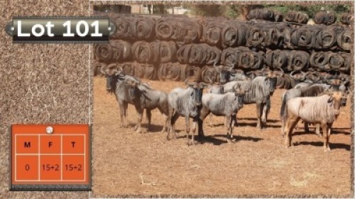 15+2X BLOUWILDEBEESTE V/F:15+2 (Per Piece to take the lot/Per stuk om lot te neem)
