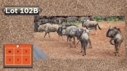 8X BLOUWILDEBEESTE M:8 (Per Piece to take the lot/Per stuk om lot te neem)