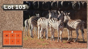 6X ZEBRAS M:2 V/F:4 (Per Piece to take the lot/Per stuk om lot te neem)