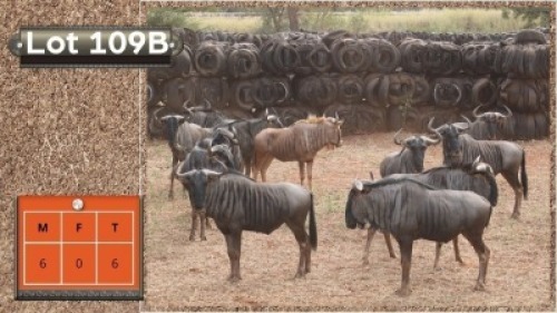 6X BLOUWILDEBEESTE M:6 (Per Piece to take the lot/Per stuk om lot te neem)