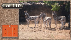 5X ZEBRAS M:1 V/F:4 (Per Piece to take the lot/Per stuk om lot te neem)