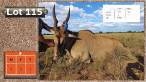 1X LIVINGSTONE ELAND M:1