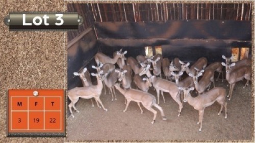 22X ROOIBOKKE M:3 V/F:19 (Per Piece to take the lot/Per stuk om lot te neem)