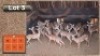 22X ROOIBOKKE M:3 V/F:19 (Per Piece to take the lot/Per stuk om lot te neem)