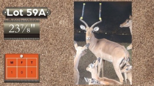 1X ROOIBOKKE 23 7/8" M:1