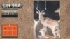 1X ROOIBOKKE 23 7/8" M:1