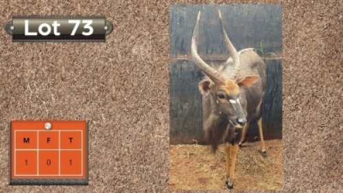 1X NJALA M:1